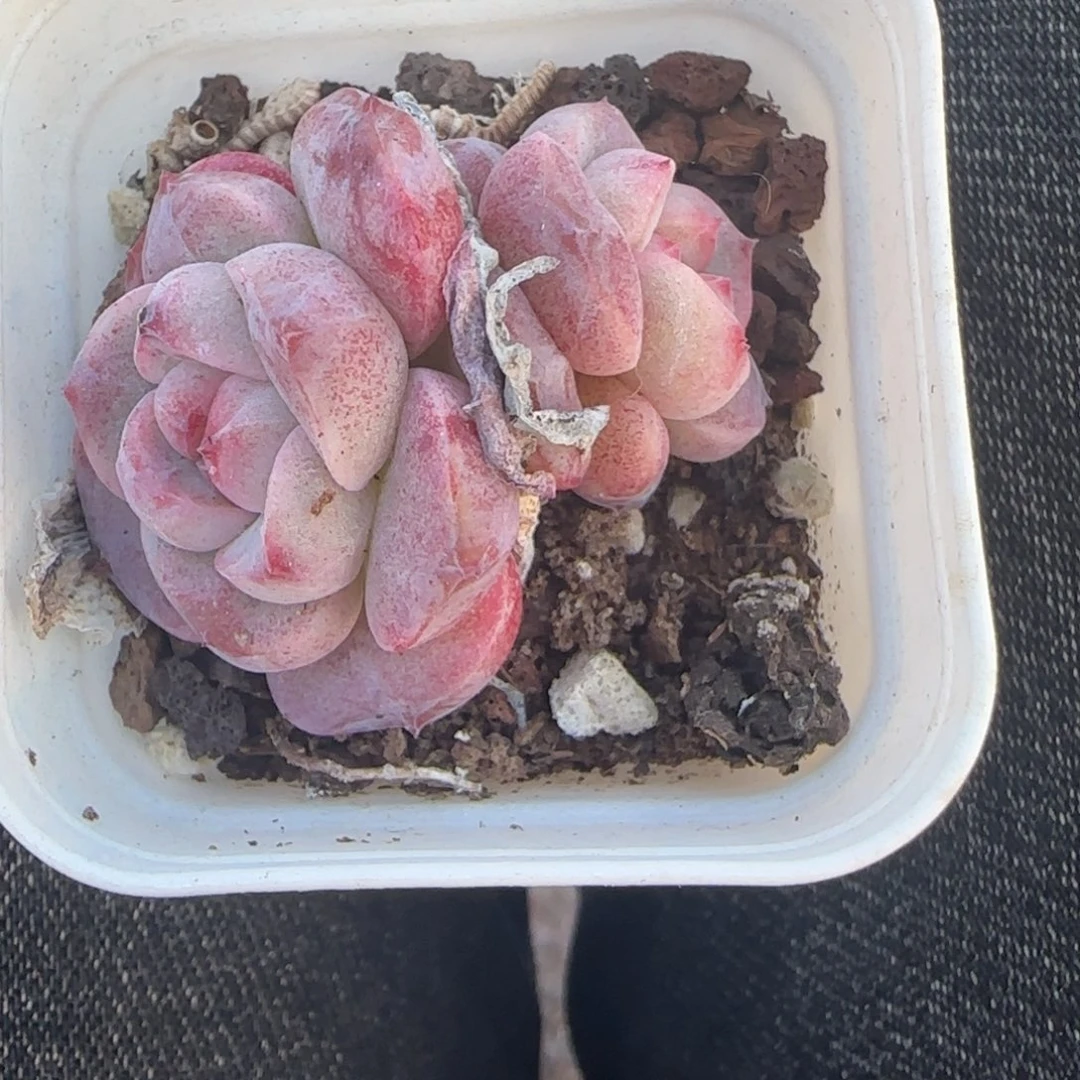 小卡拉米糖心一物一拍