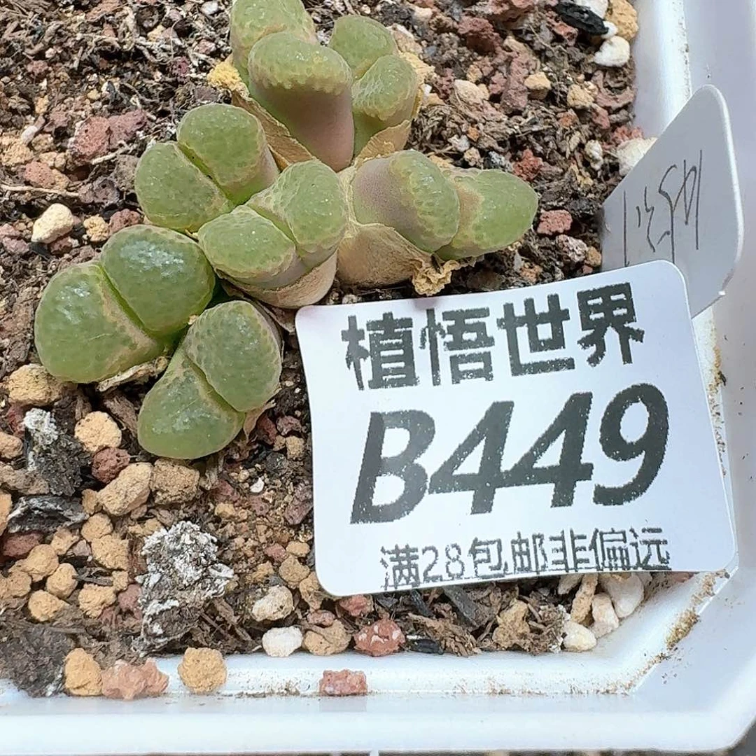 多肉植物的润泽额x f