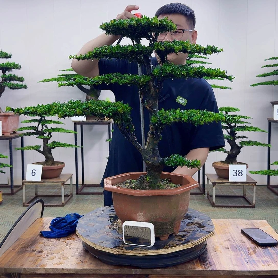 无花朵红芽罗汉松造型盆景