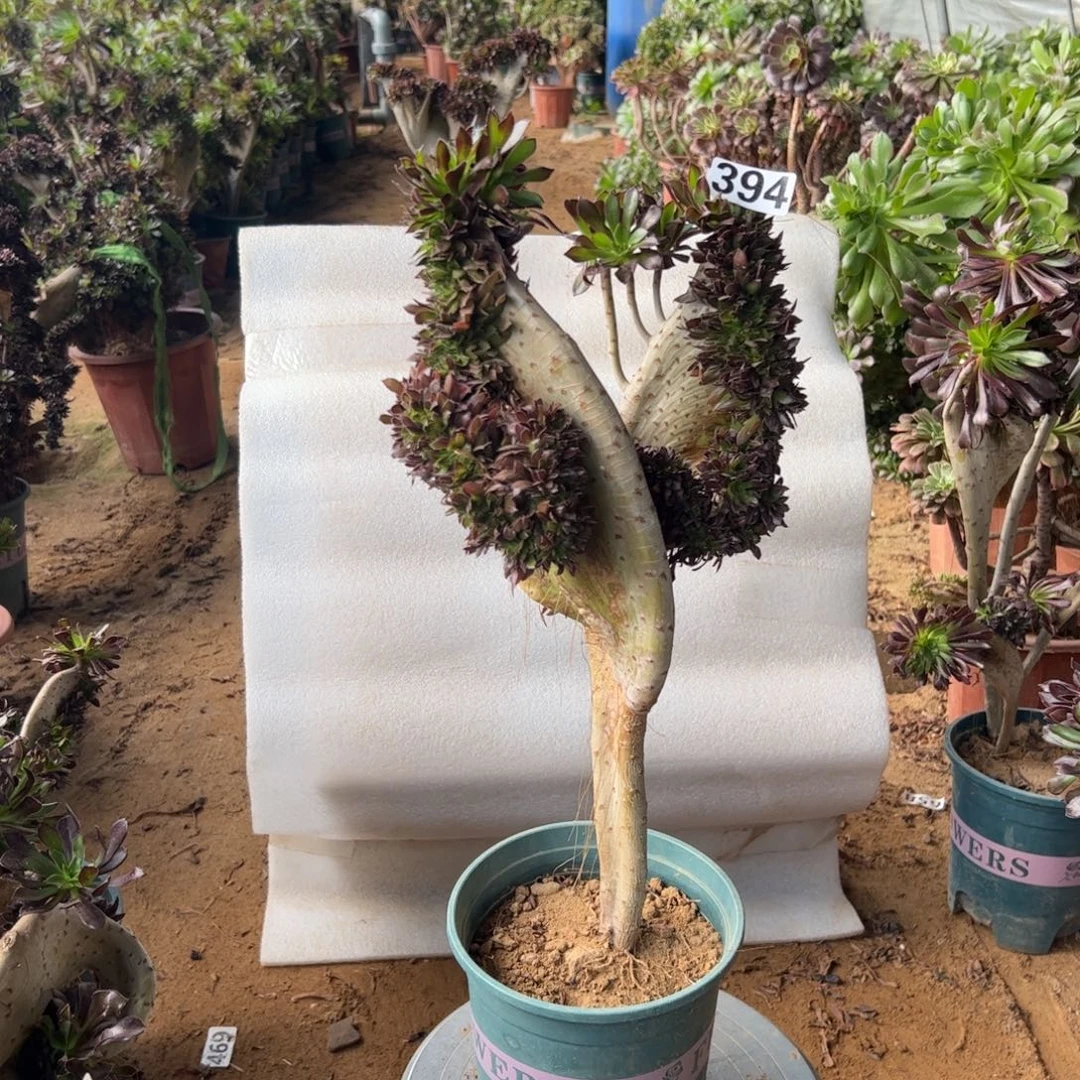 微瑕疵翅膀黑缀394高度43厘米