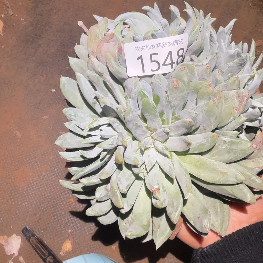 亚撒仙女杯多肉福利