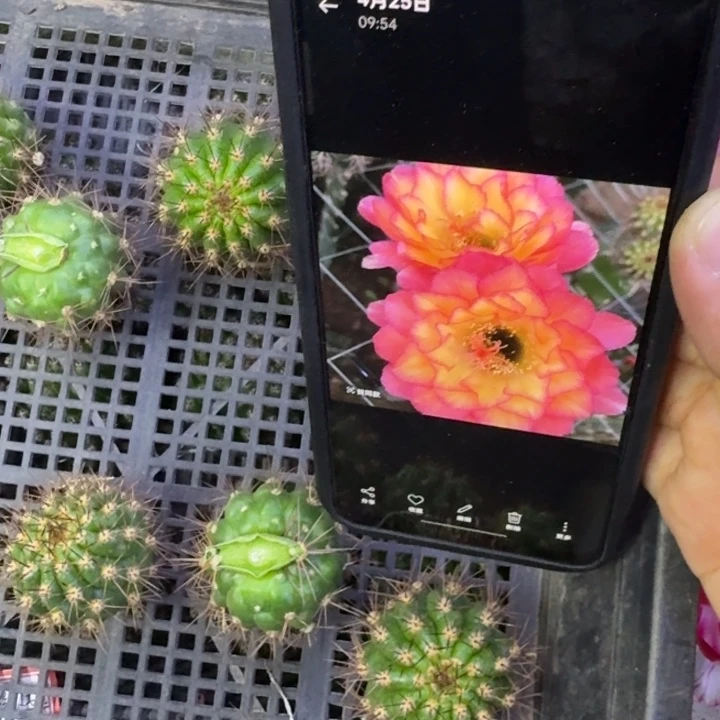 7毛苏乞儿歪3公分左右无根侧牙，20包邮