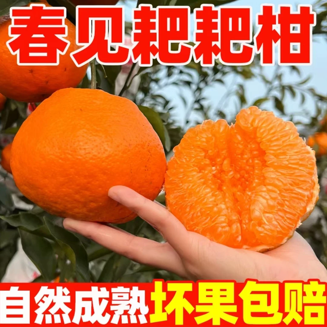 25年头茬鲜果正宗四川春见耙耙柑橘子特级耙耙橘当季新鲜水果A