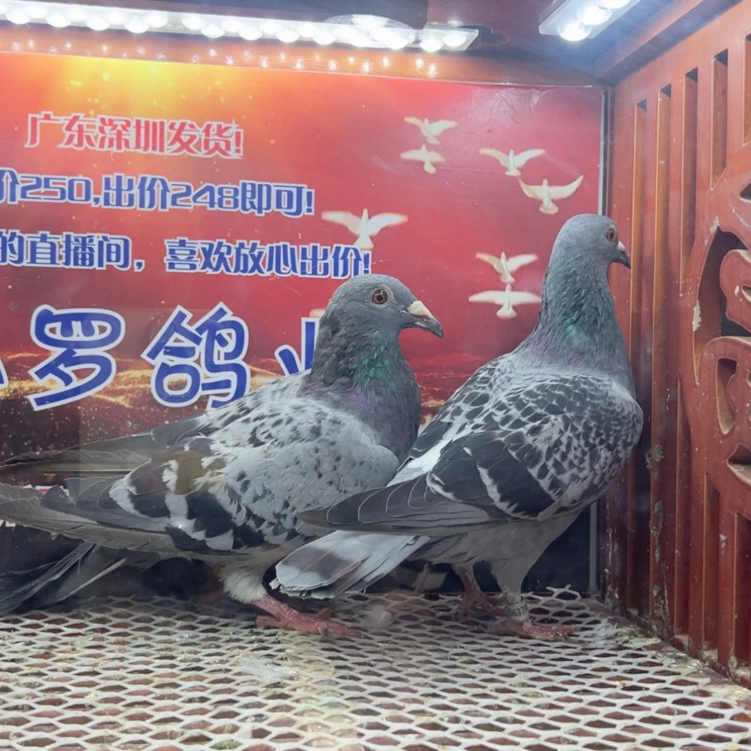 3793雨点25年参考母，9889雨点24年参考母