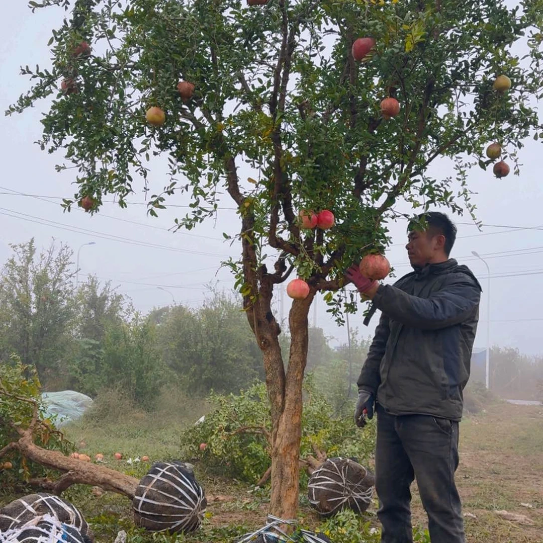 完全开放完全开放