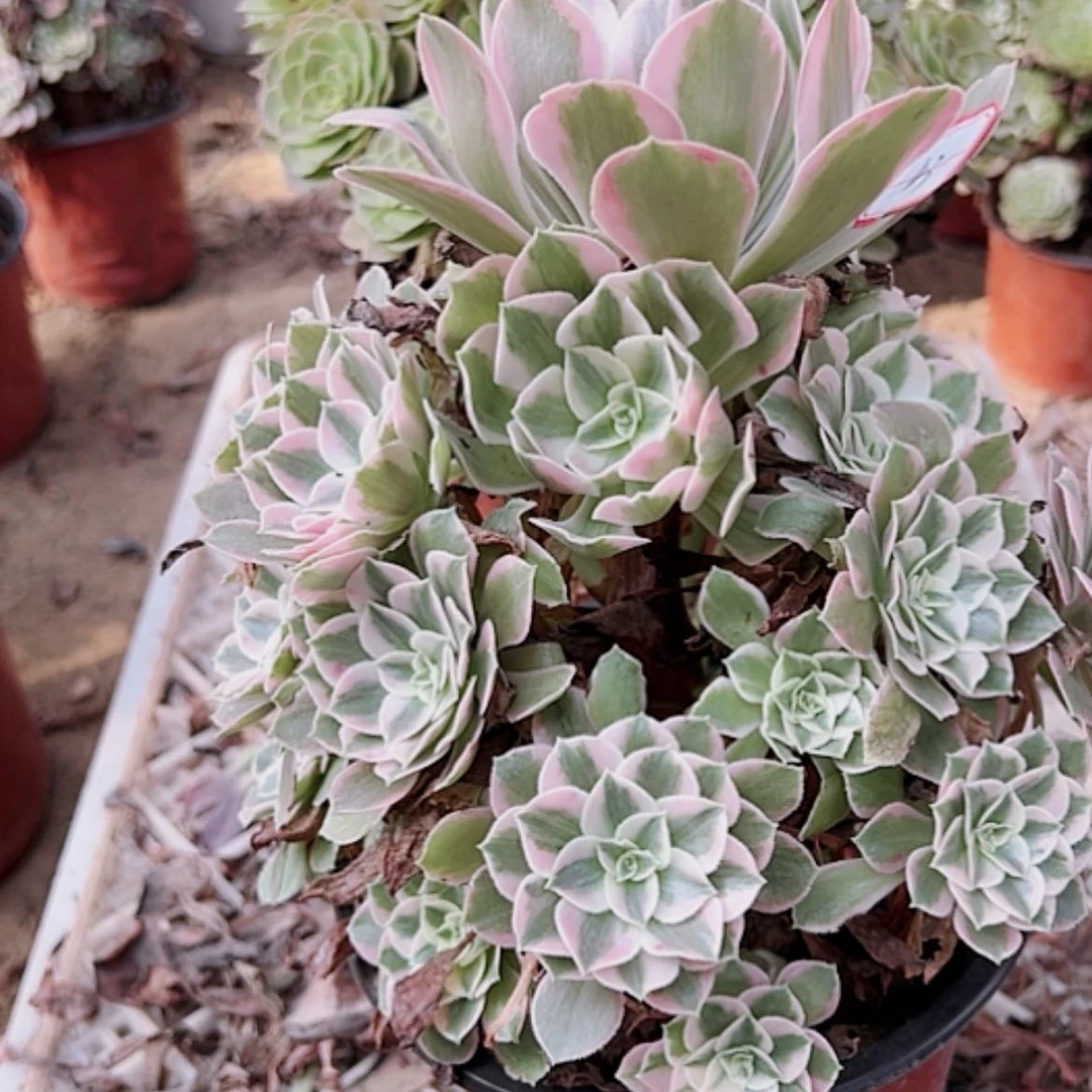 【闪购商品】无花朵芳*43号套餐2颗