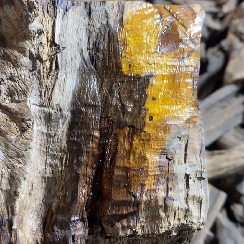 【闪购商品】把件贡木遮*私人订制