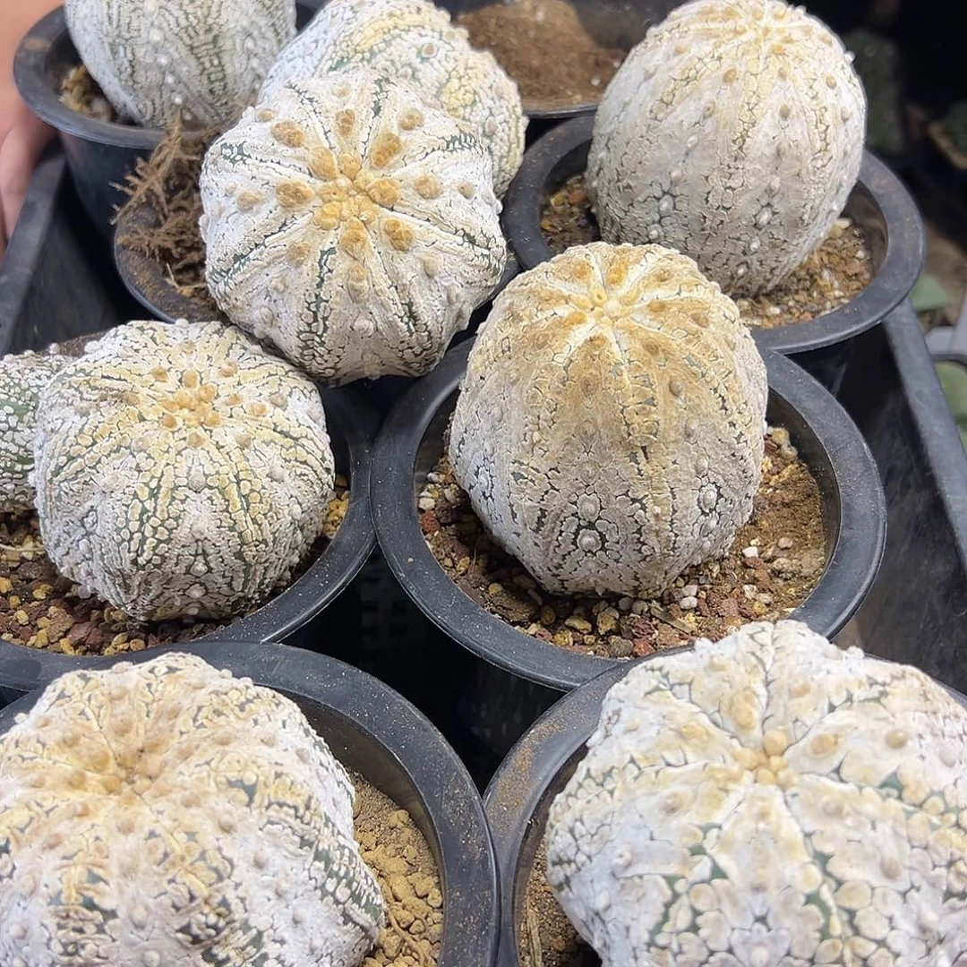 自根超兜8公分1颗量拍