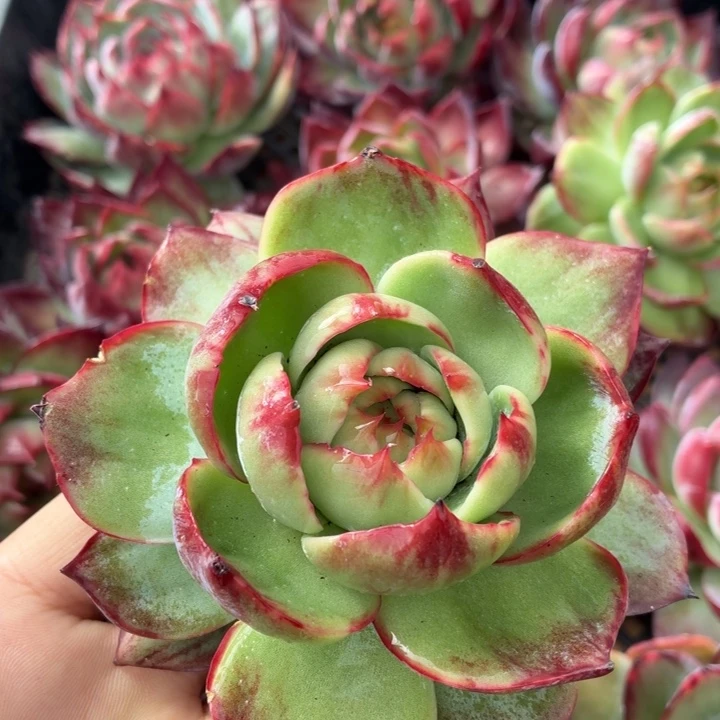 惊鸿仙子一物一拍