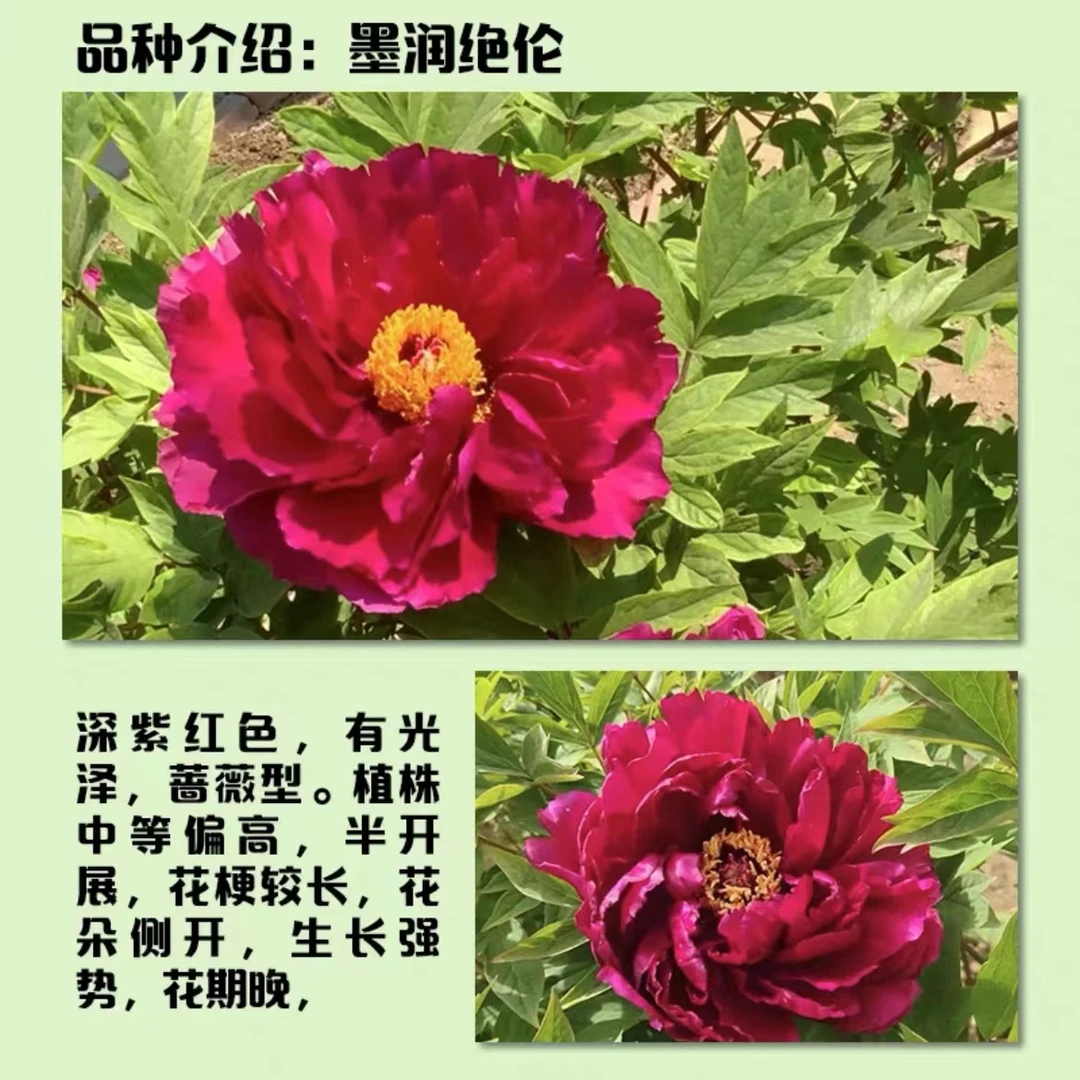 【墨润绝伦】牡丹花苗6到10枝条