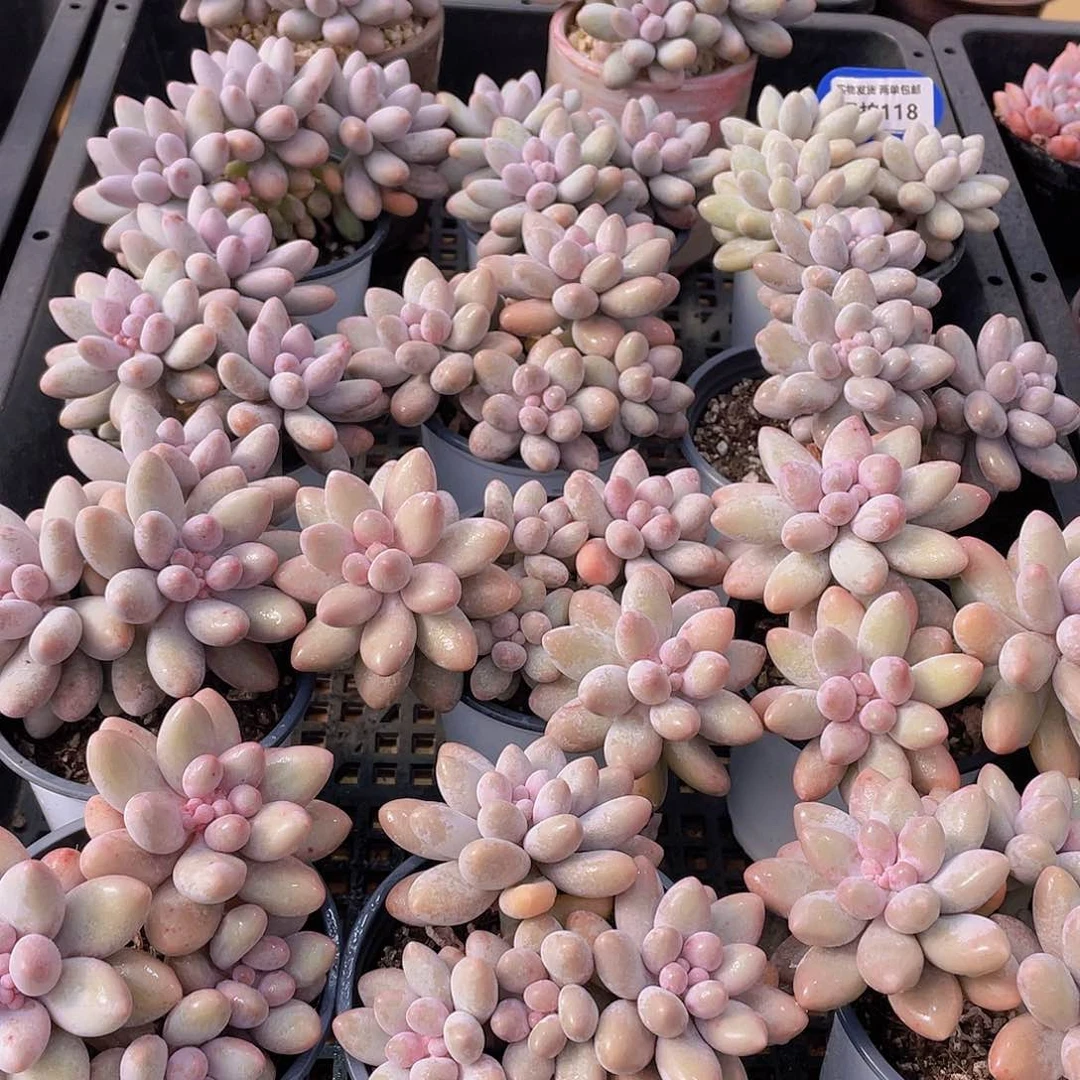 量拍118号 汤圆大群生一个