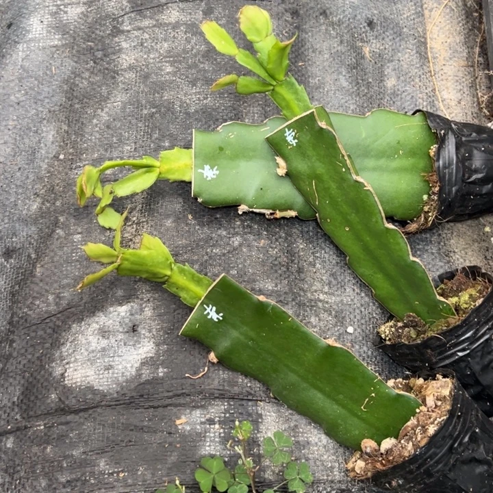 索菲亚嫁接小苗带盆发货一颗13.8