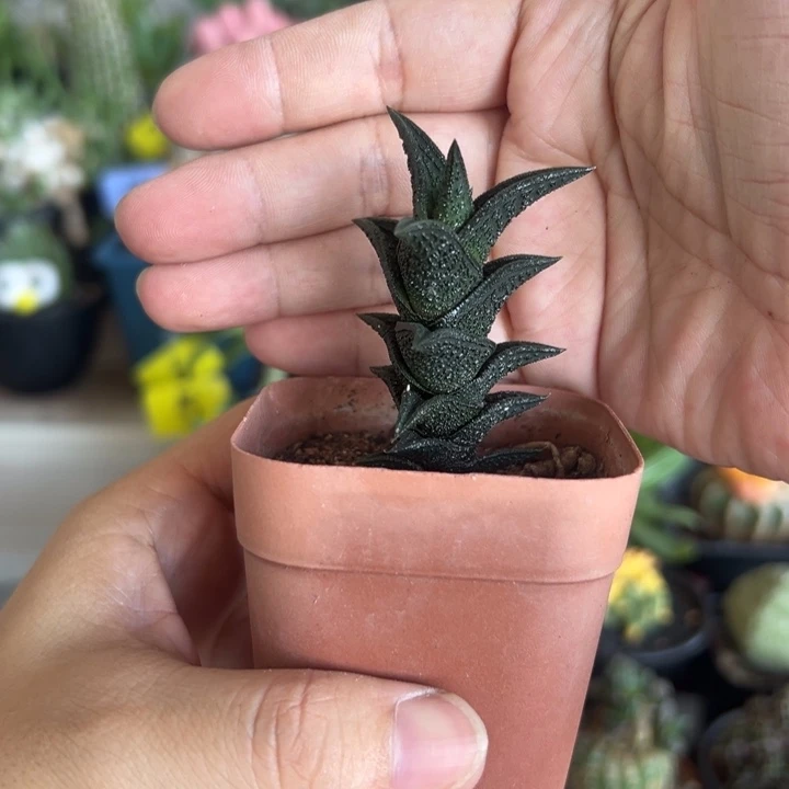 尼古拉带盆1111111111