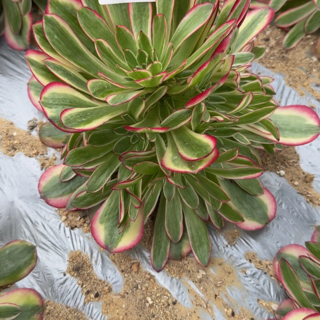 东***馆208瑶光到秋。多肉植物