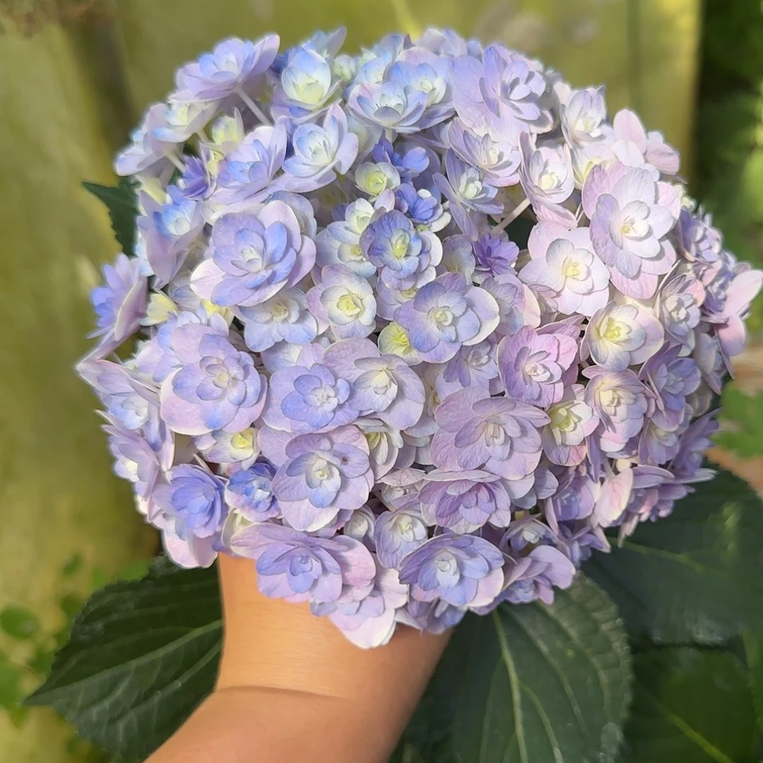 绣球切花一物一拍3枝起包邮，100