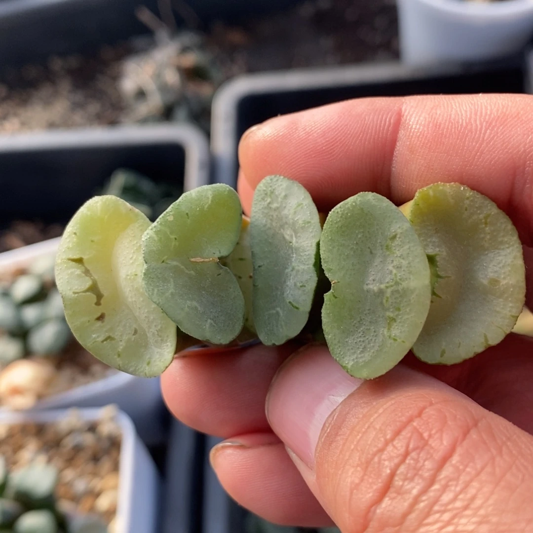 一颗大蓝镜玉扇。