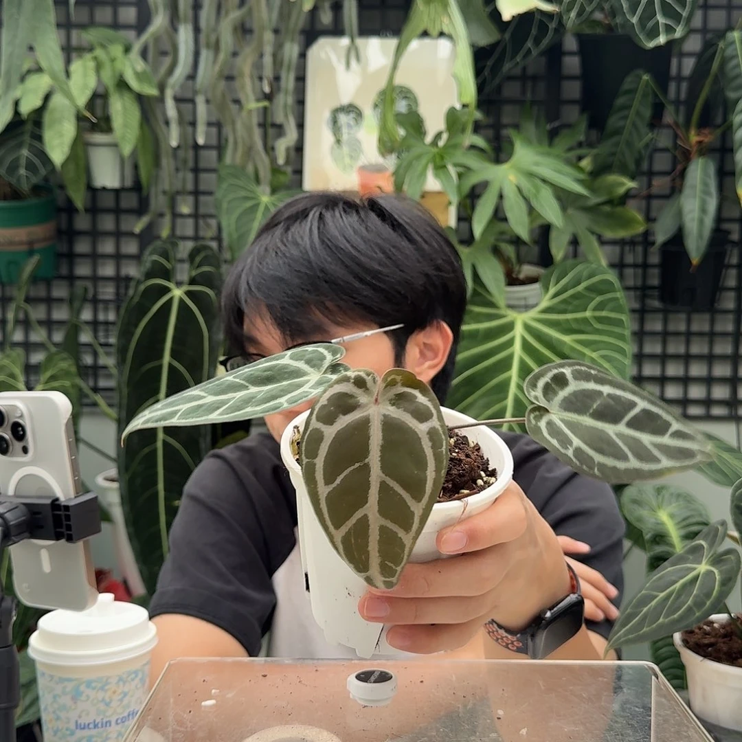 完全开放D108紫水晶杂撕裂纹