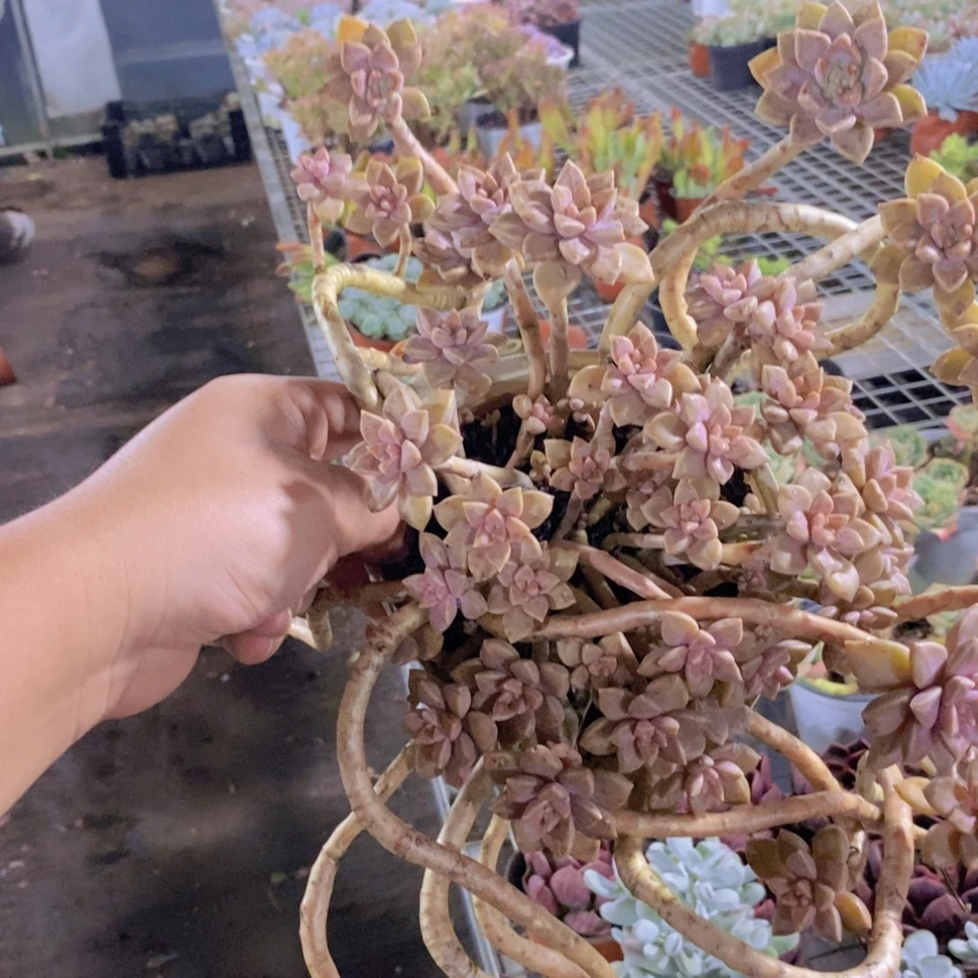 阿伦培整桩大盆群生