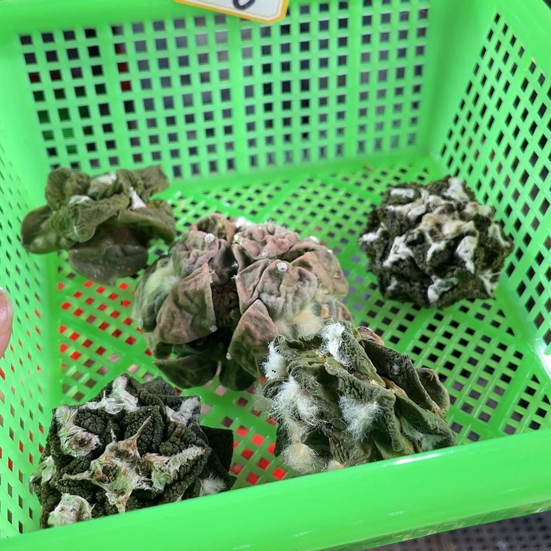 26号酸菜福利筐拍无根1筐