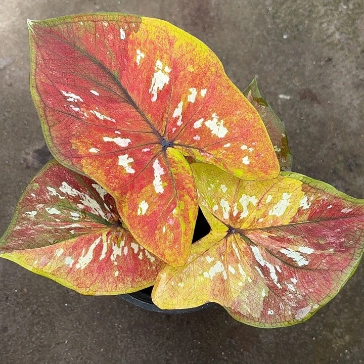 21-1222镀金石广东现货