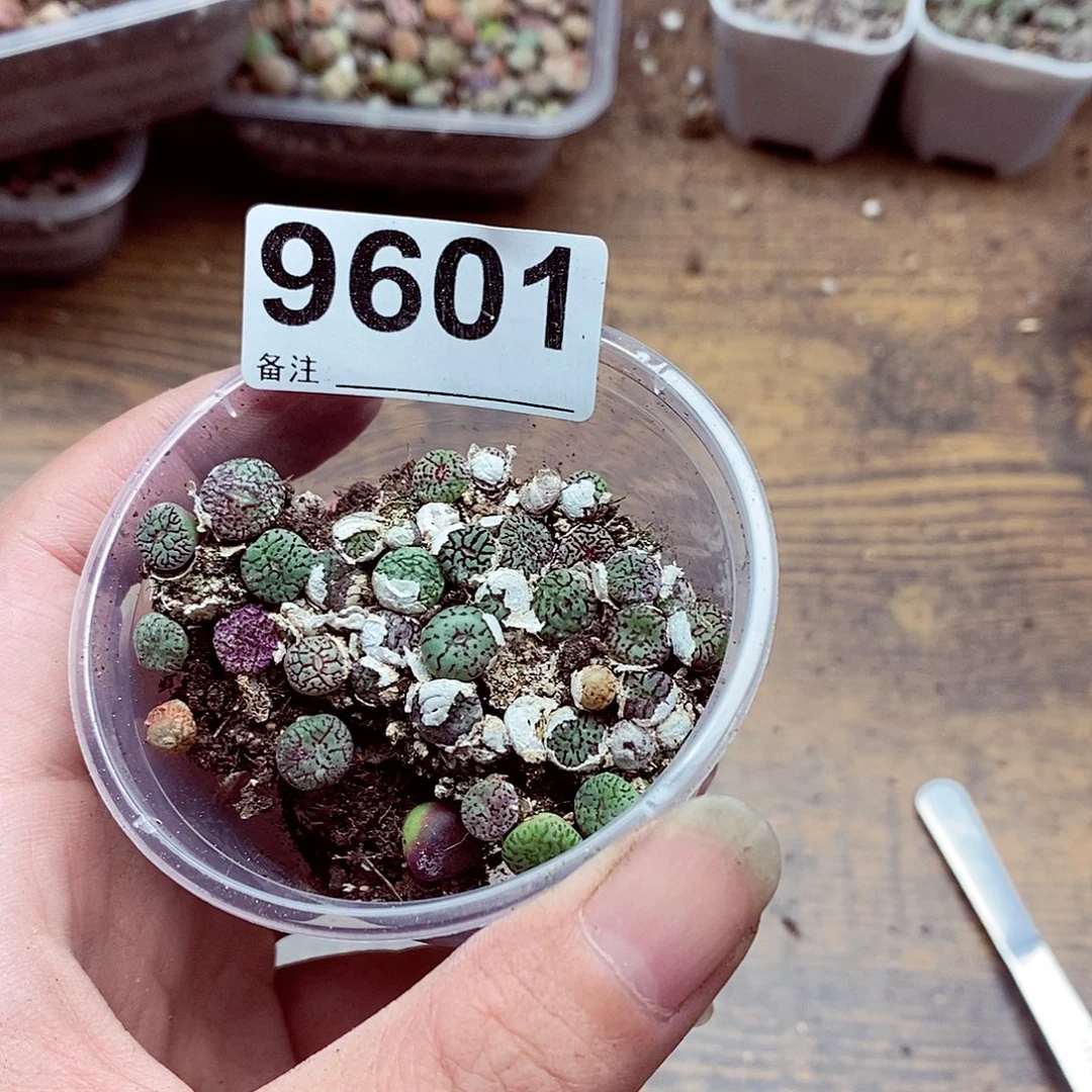 哈****9601墨啦啦啦啦转发