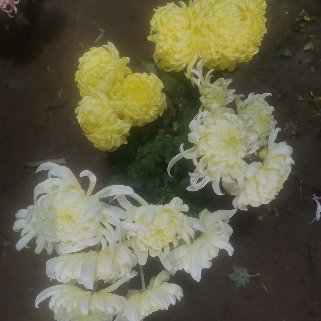 必带灰鸽菊花苗耐寒耐热阳台庭院地栽