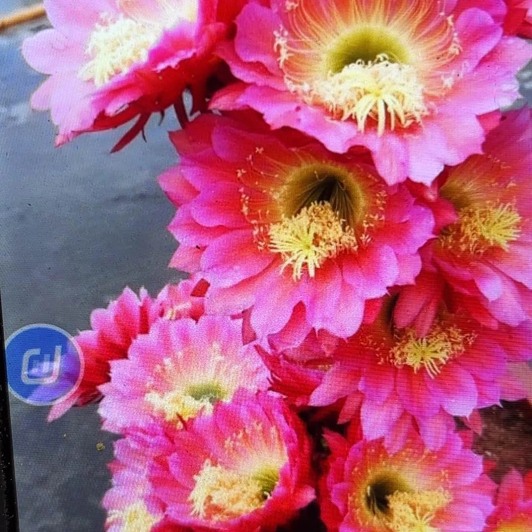 飞碟毛侧牙20包邮47