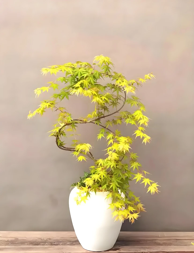 流泉枫约旦黄金枫石榴红盆栽绿植客厅书房庭院盆景（一物一拍）