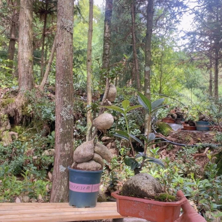树萝卜等作物的种植