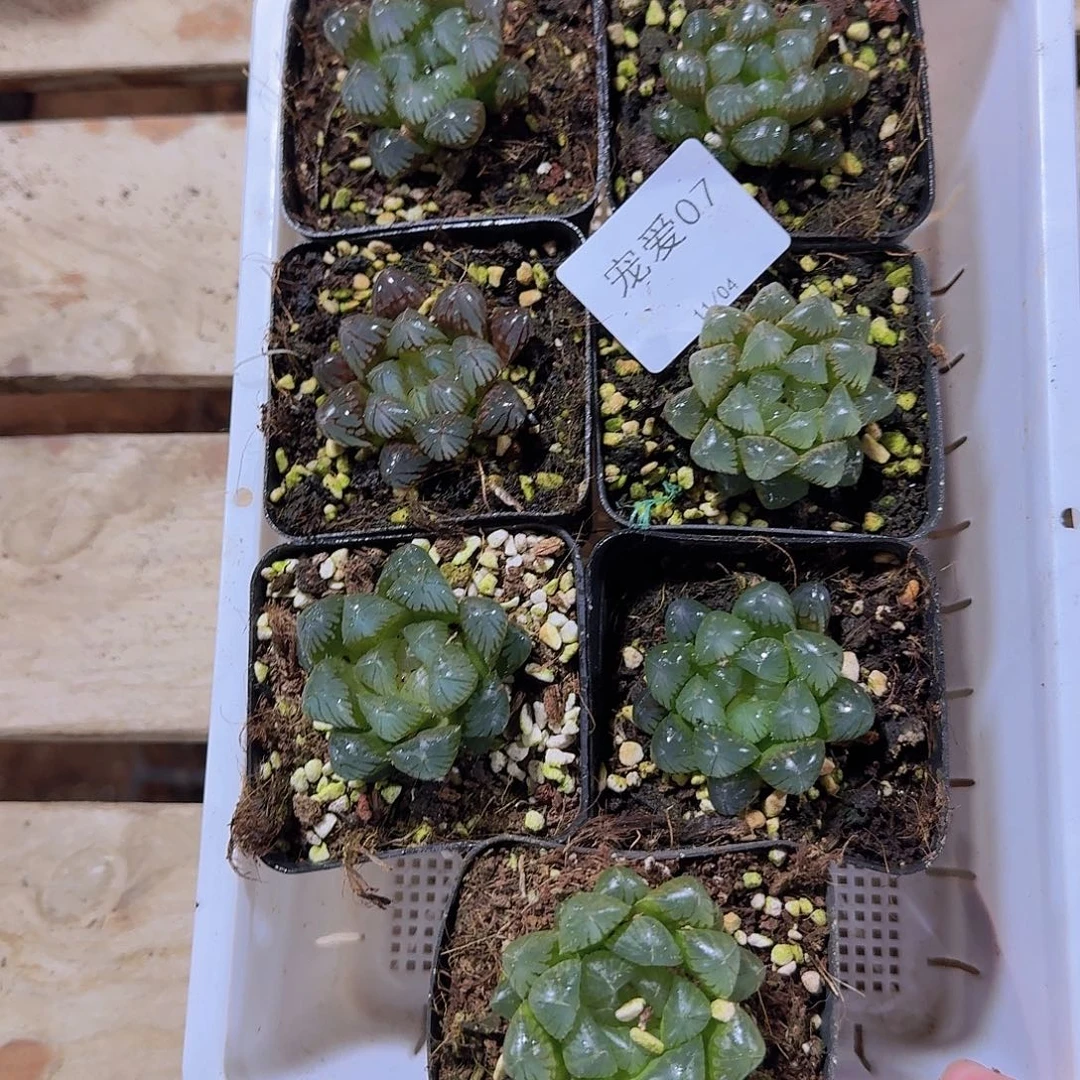 直播福利一物一拍07