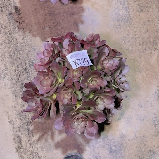 779魅金玫瑰多肉植物