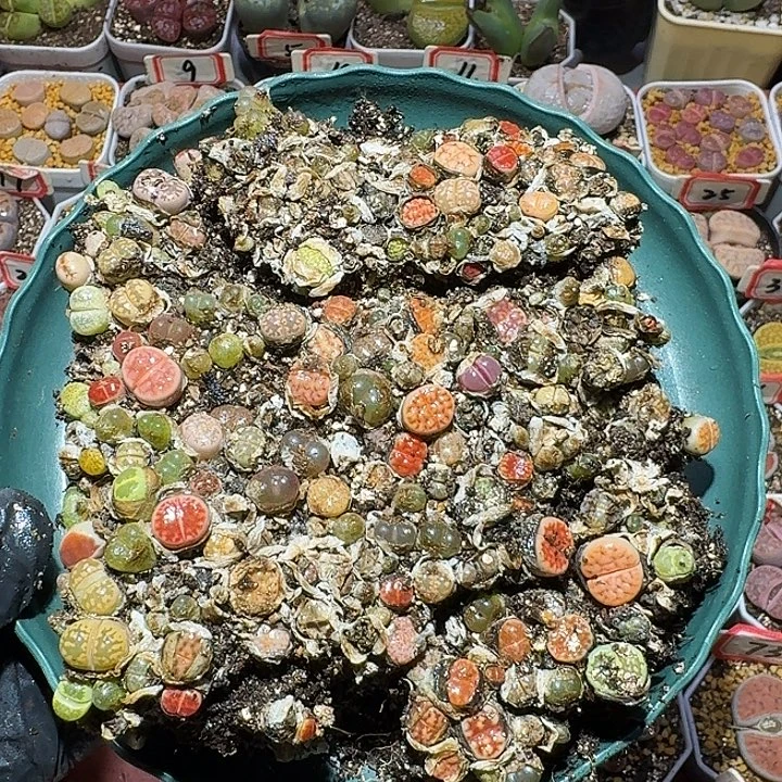 生石花福利2:：：：。  105号