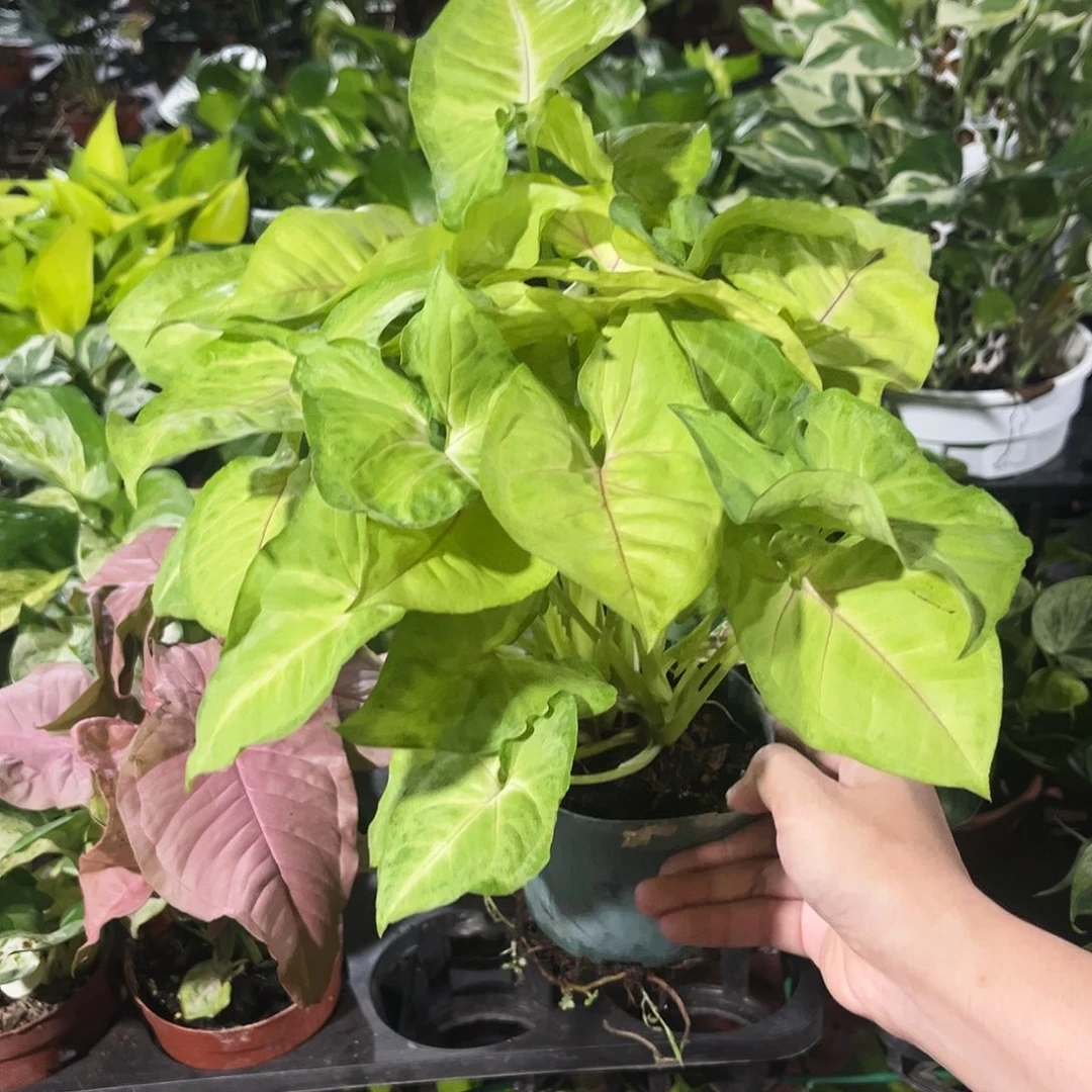 完全开放394  黄金童子