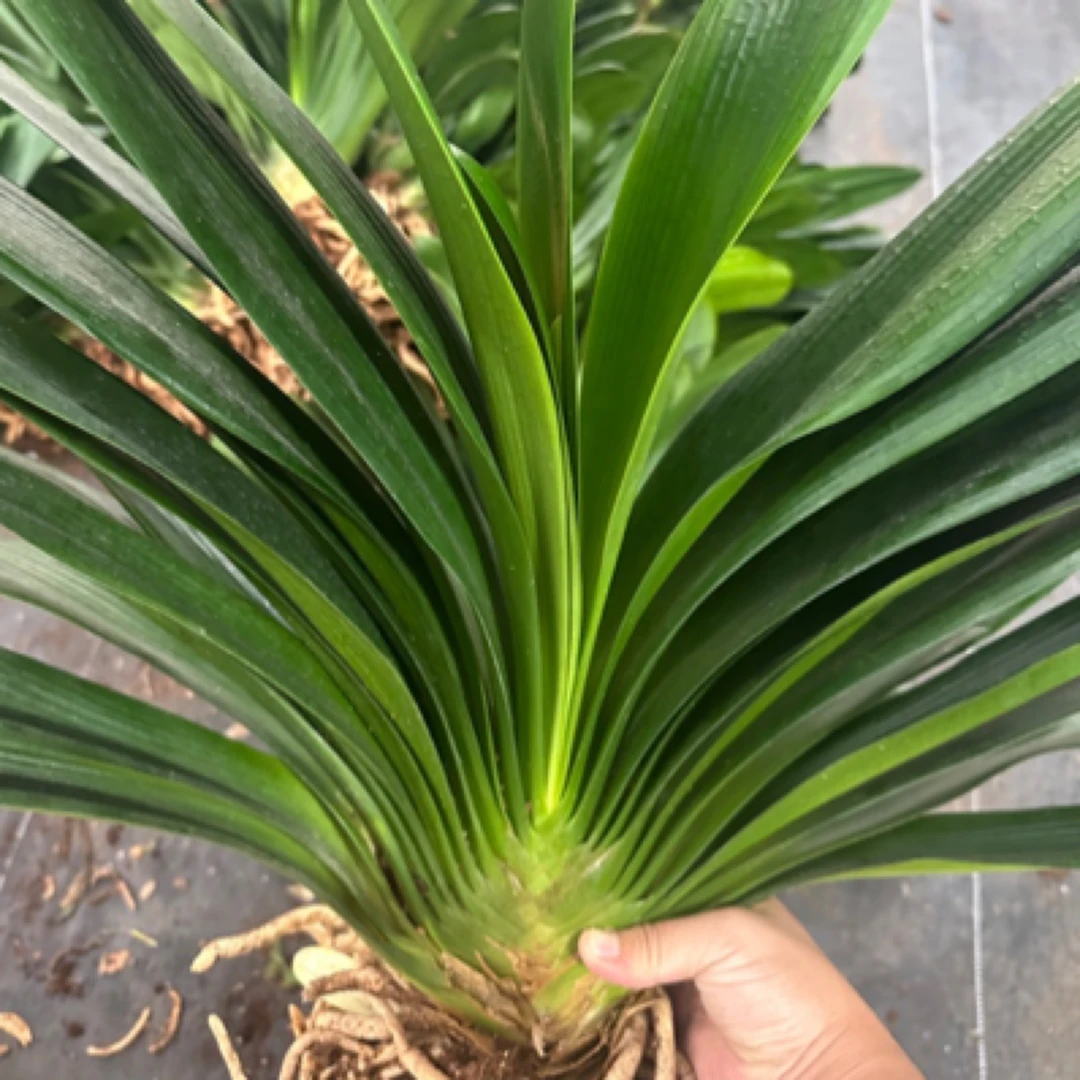 一颗特大苗18叶起（去土裸根发货)君子兰微瑕疵室内高档绿植