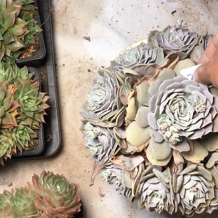 阳**丽217////////////////