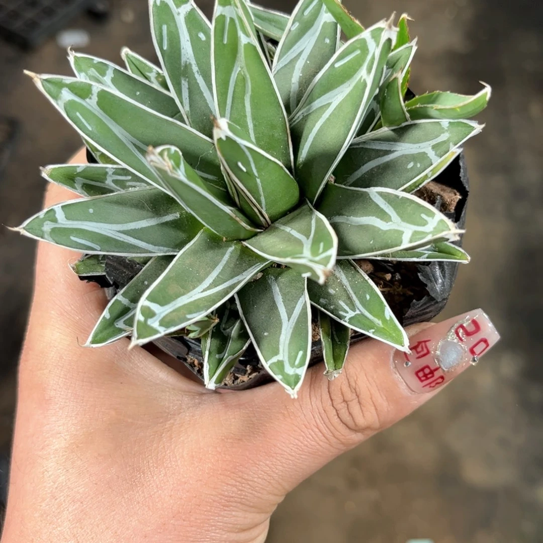 笹之雪单头发货有根发货