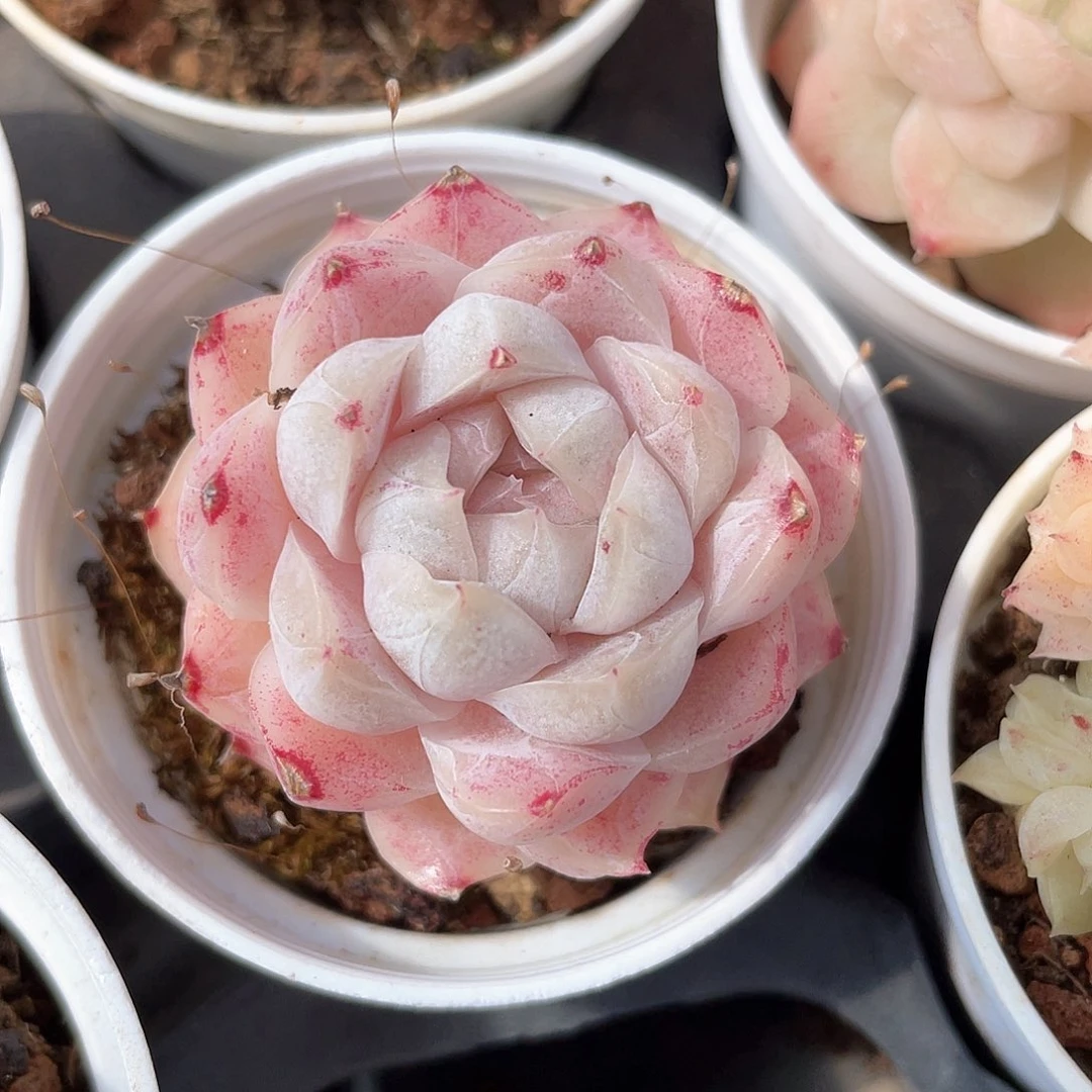 优选77号女王9144