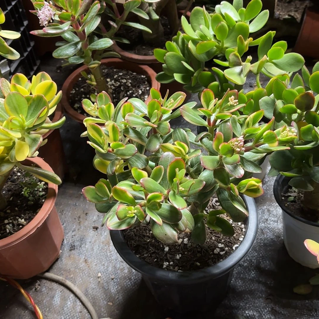 舞****7808三色花月白锦带土球发货