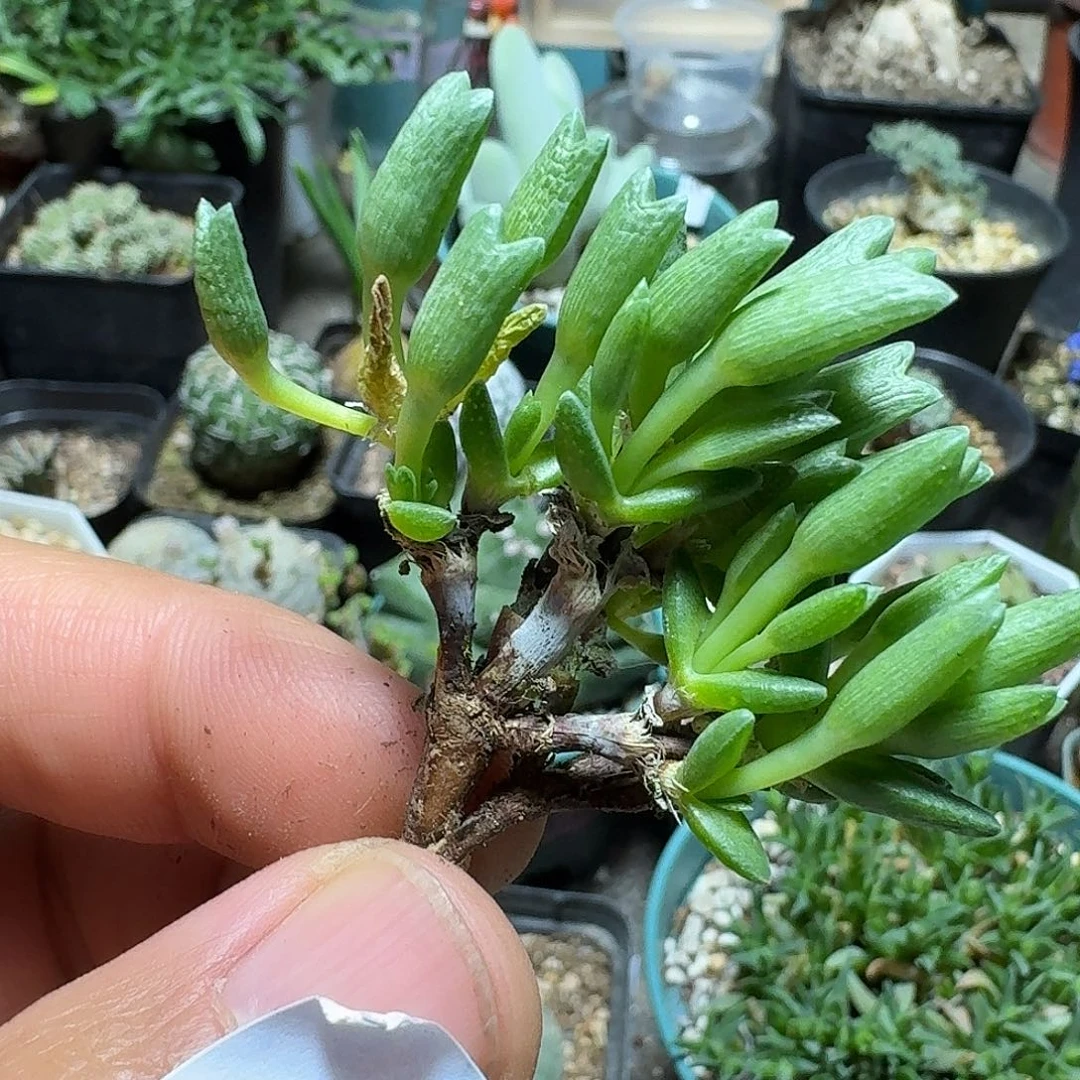 一***间115龙猫美杜莎脱土发货