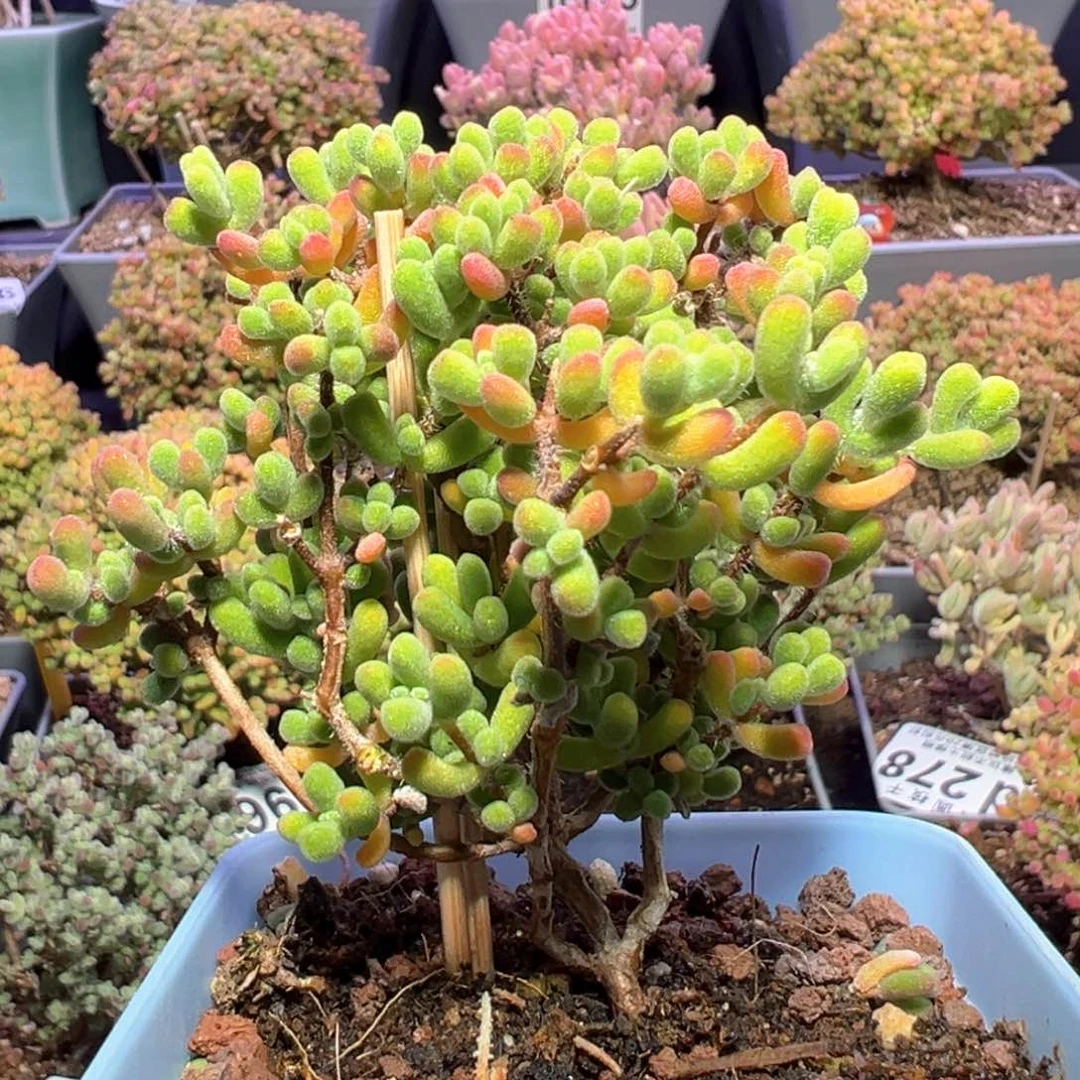 d308小星星杂冰晶枝干番杏