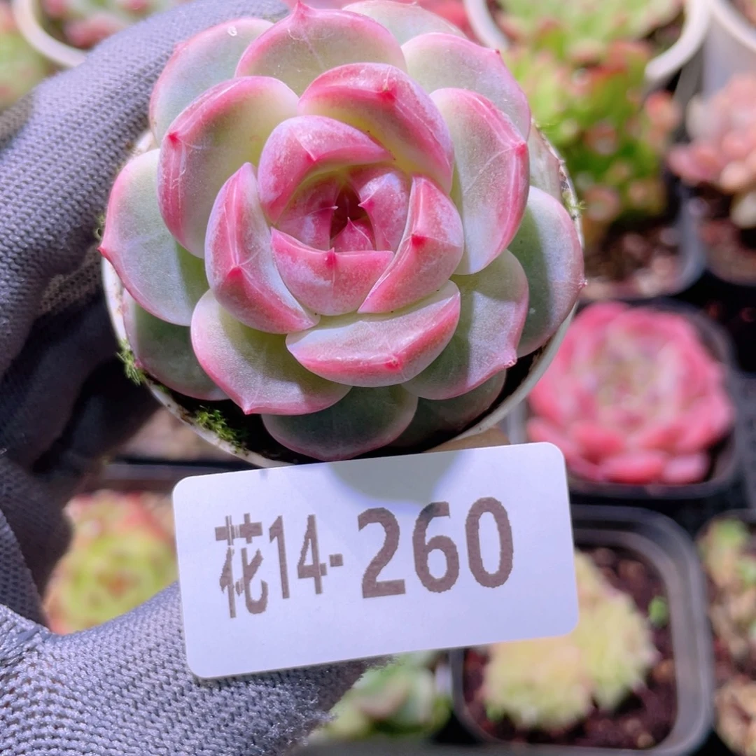 花利美14-260福利珍妮
