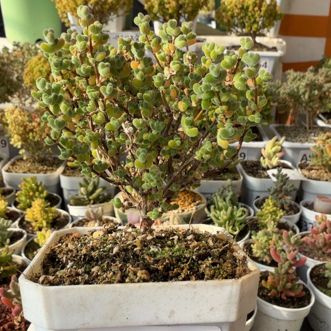 A935莱斯尺寸8厘米开播福利28元包邮