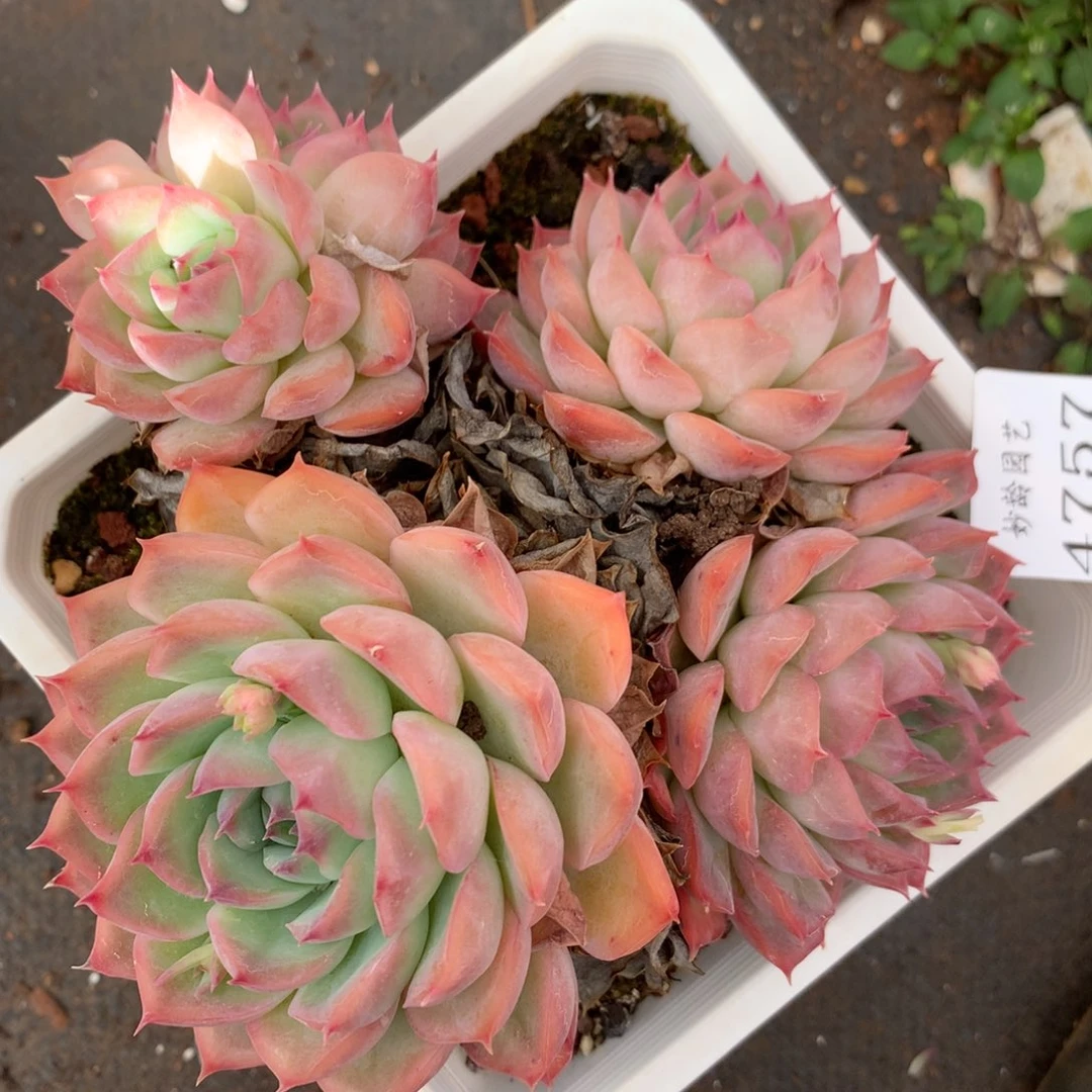 4757杂交多肉老桩