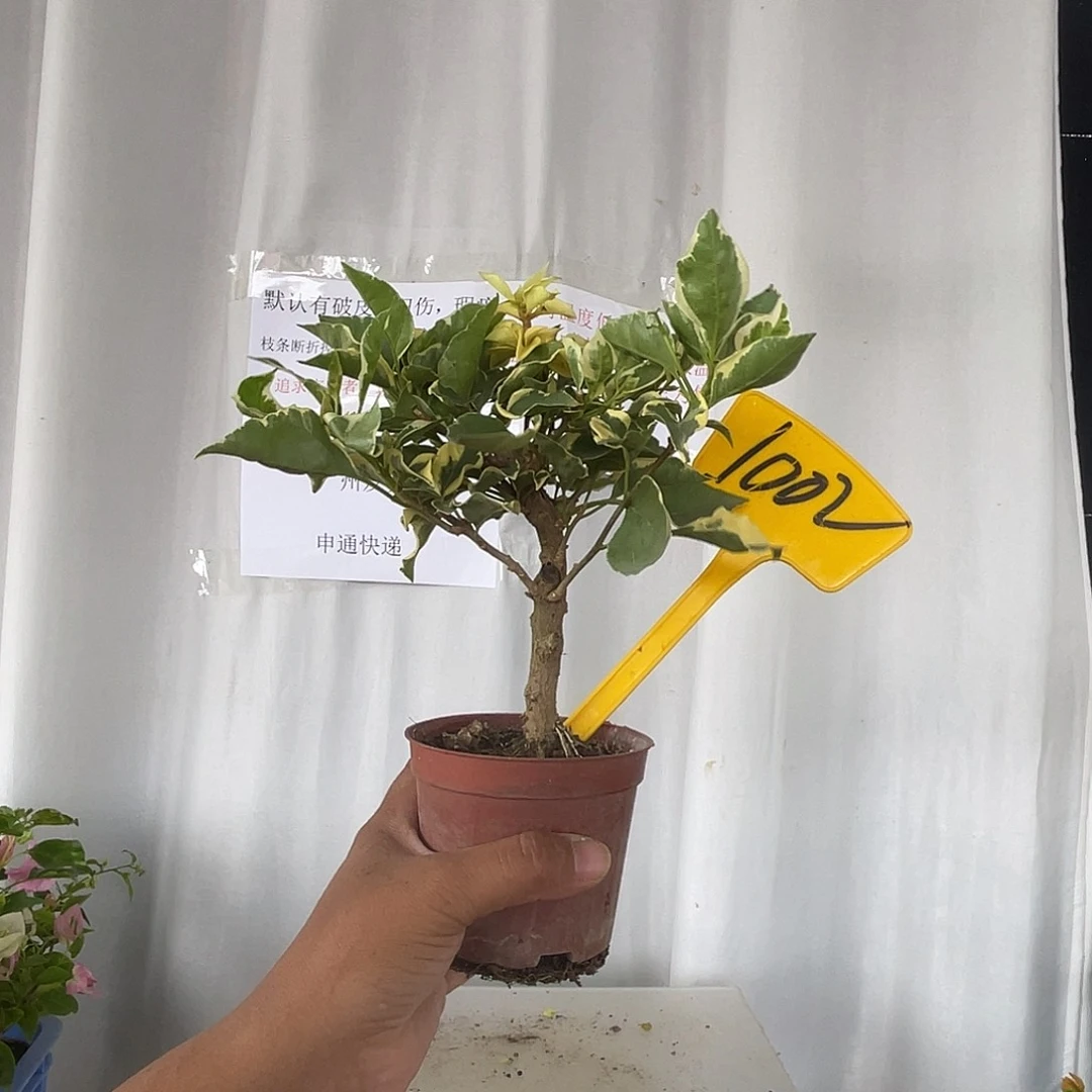 当前无花栽培后可以开花1002蜡染粉掌中宝