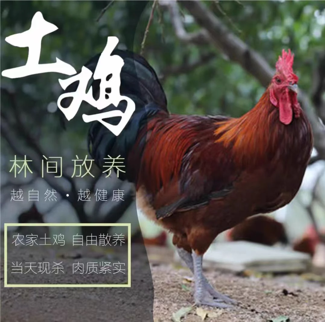 两只黑爪大公鸡保8斤以上（加鸡胗，鸡心，鸡肝）到手8.5到9斤