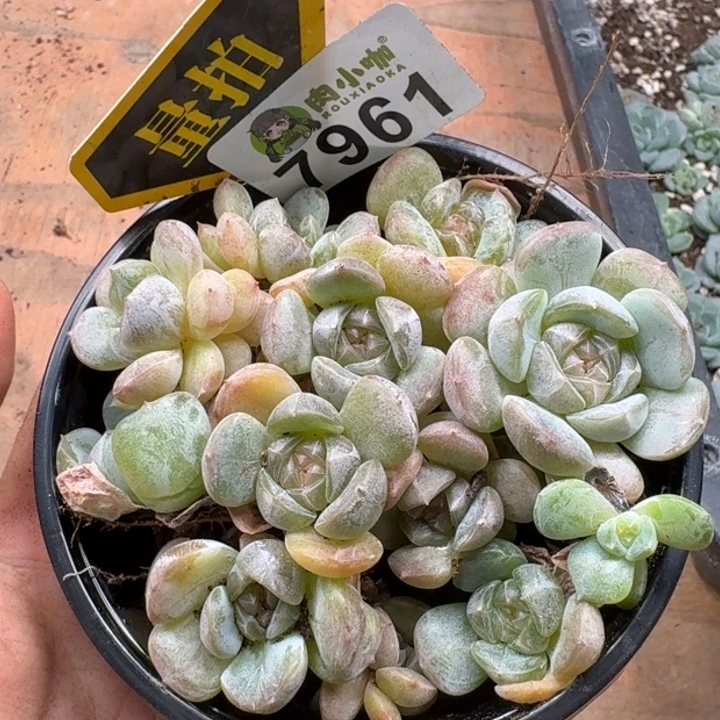 多肉植物多肉植物