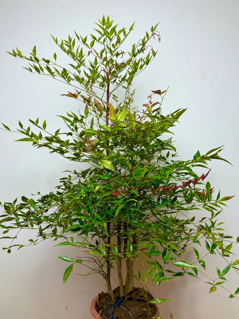 原土露天种植室内外好养活的火焰南天竹