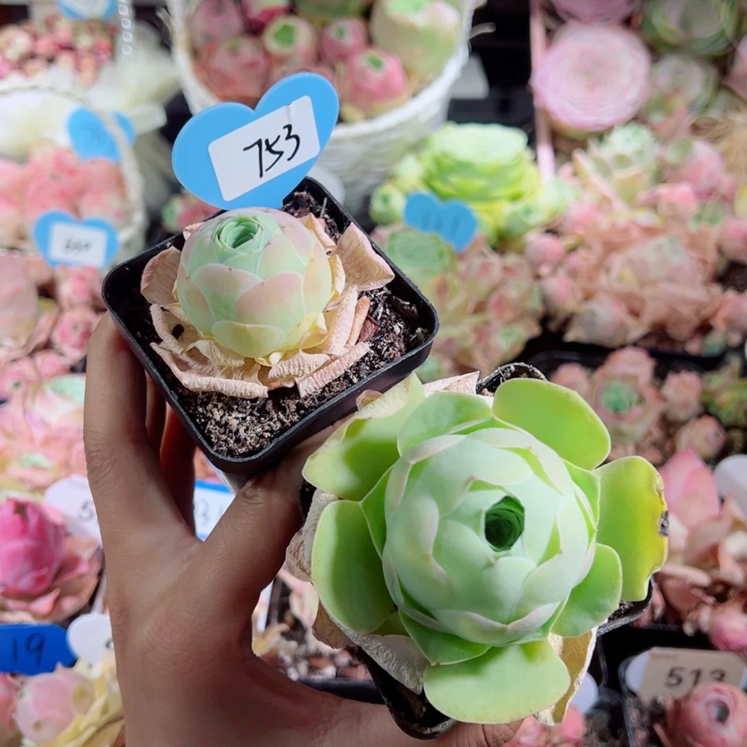 不**班753黄小仙➕大帕。