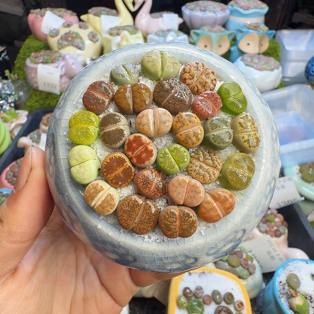 多肉葡萄干和水果1346