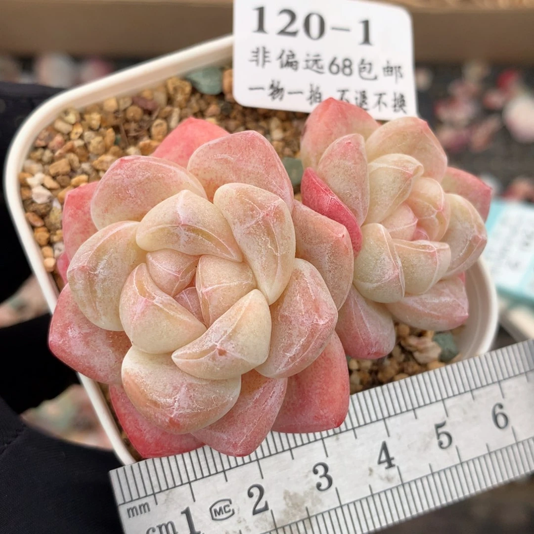 1。白体粉糖心冰玉。满六八包邮。